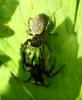 Carrhotus xanthogramma